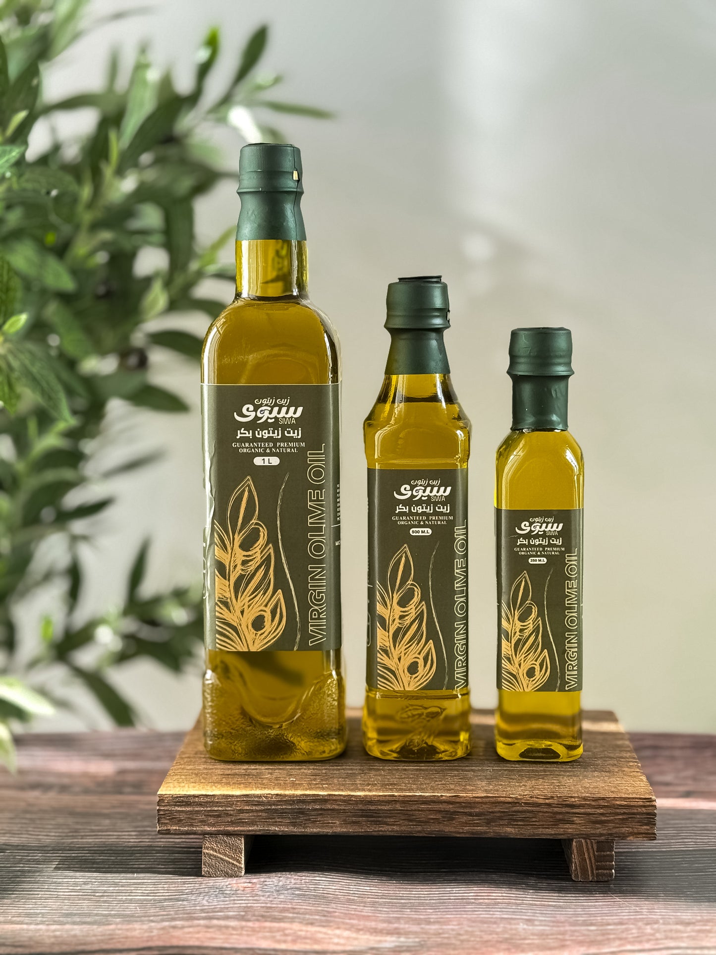 عرض ست الكل